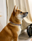 Collar Set - Dog Doodlez