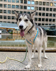 Rope Leash - Beau