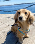 Dachshund Harness Canada Cute mini doxie harness toronto