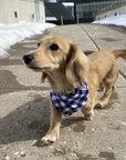 dog bandanas canada floofy pooch