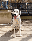 Dalmatian wearing yellow daisy pattern harness matching leash and set