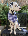 dalmatian wearing bandana collar leash and poop bag holder blue gingham cute pattern