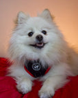 Harness - Sporty Pooch