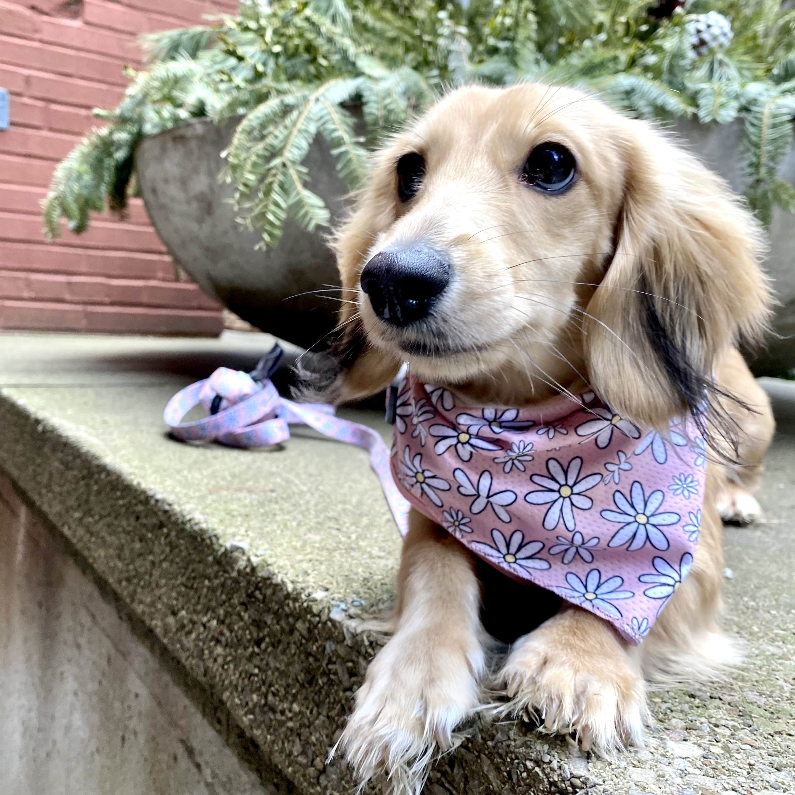 cute dog bandanas canada pink daisies dachshund floofy pooch
