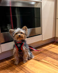Leash - Sporty Pooch
