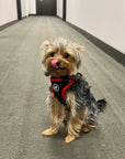 Harness - Sporty Pooch