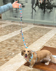 Hands-Free Leash - Bee Amazing