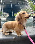 Leash - Berry Pooch