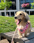 Harness - Berry Pooch