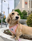 Harness - Peachy Pooch