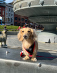 Harness - Sporty Pooch