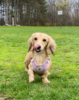 dachshund wearing cute pink daisy harness canada