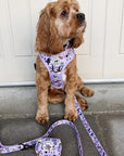 Harness Set - Dog Doodlez