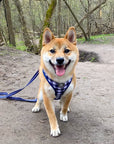 shiba inu wearing cute matching harness and leash canada