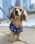 Cute Dog Harness and Leash Gingham Pattern Dachshunds