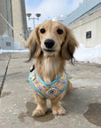 Cute Dog Harness Canada Dachshund Yellow Pattern