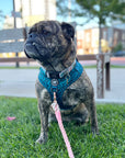 Rope Leash - Mika
