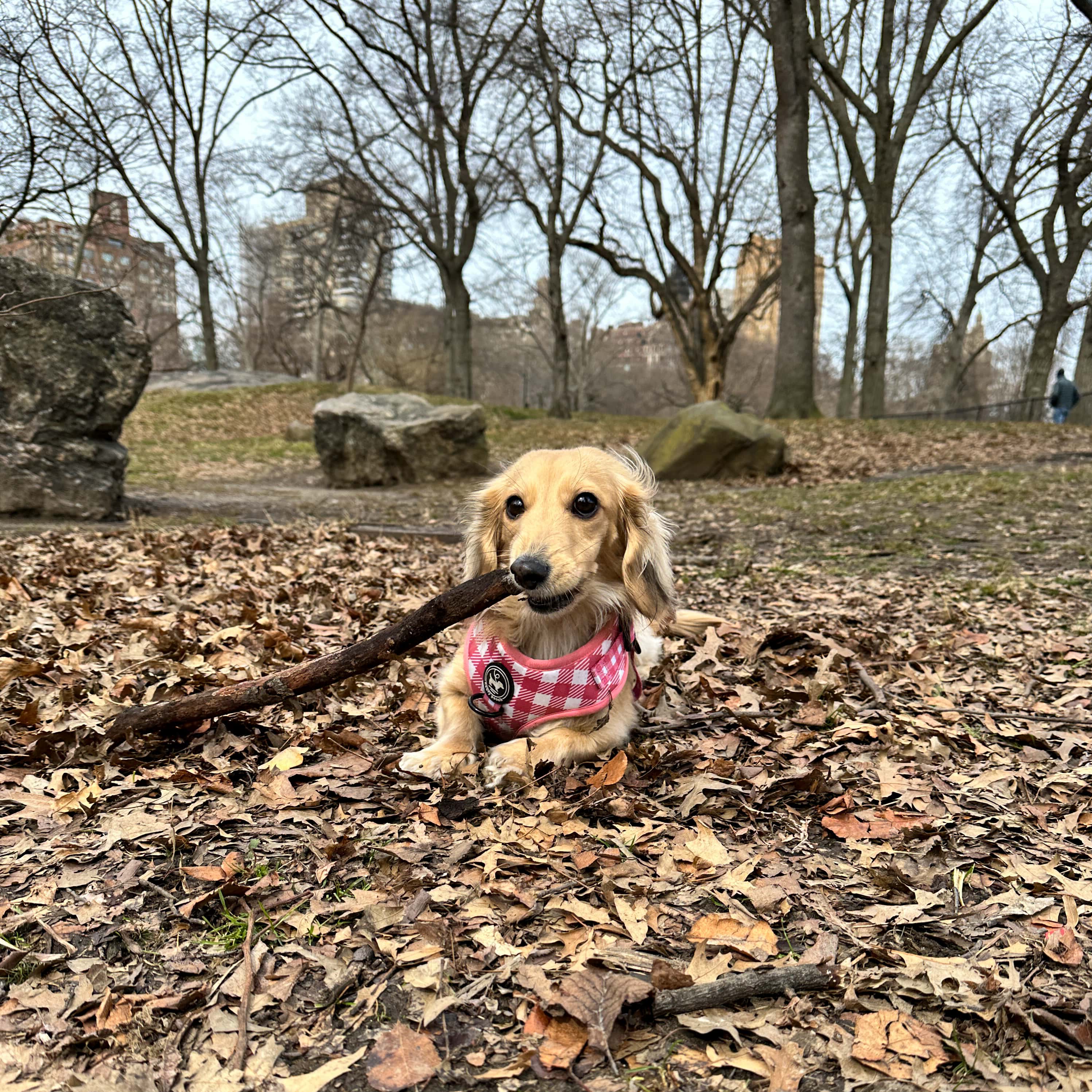 Harnessing Your Dog in New York City
