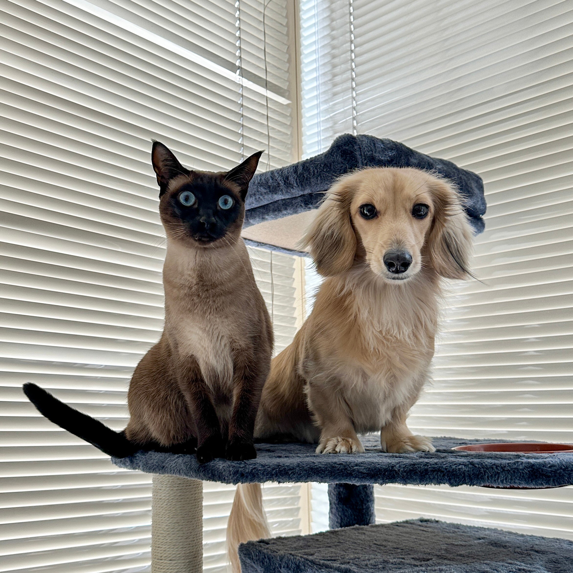 Our Floofy Family: Money & Mia
