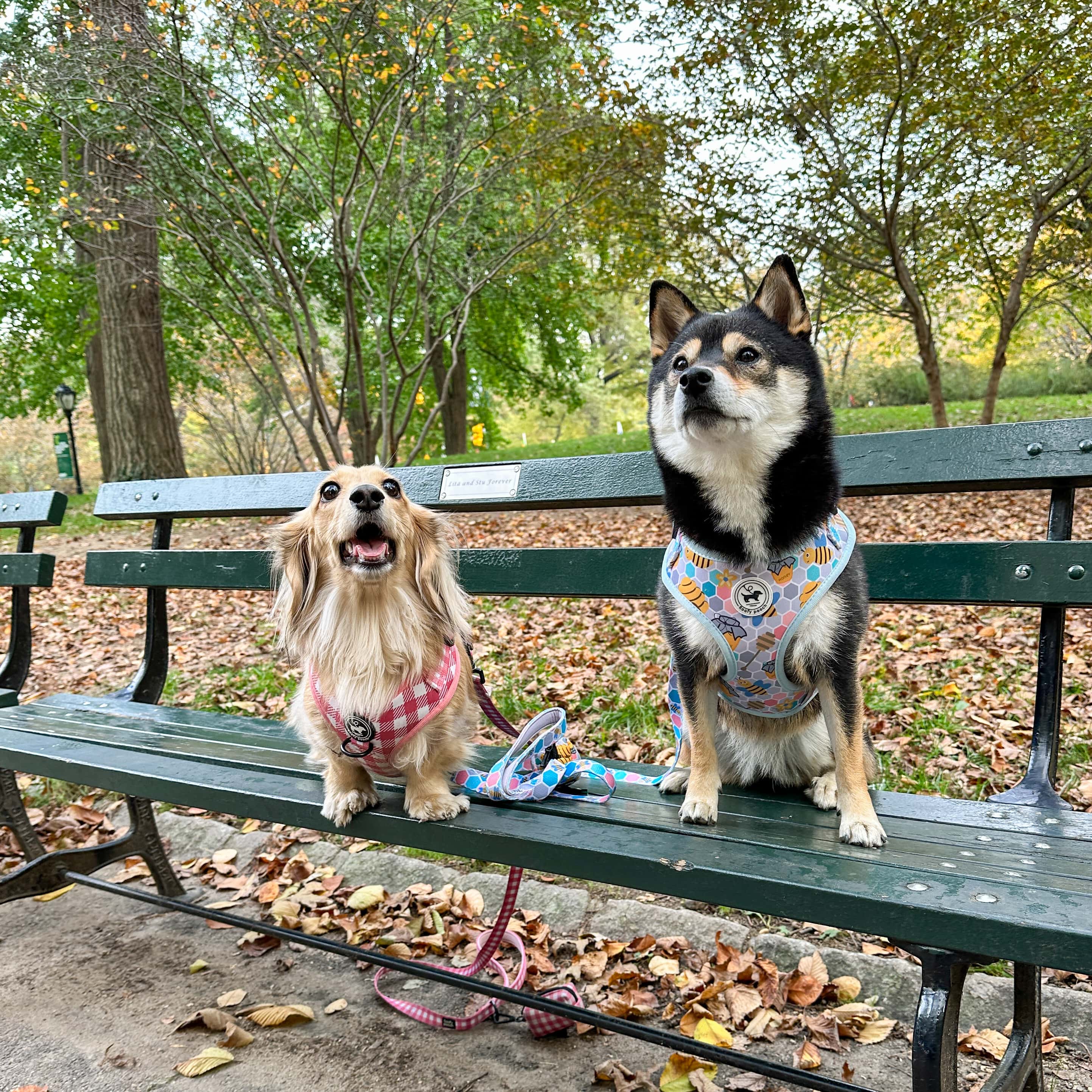 Harness - Berry Pooch