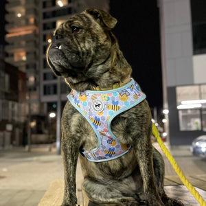 Harness - Bee Amazing