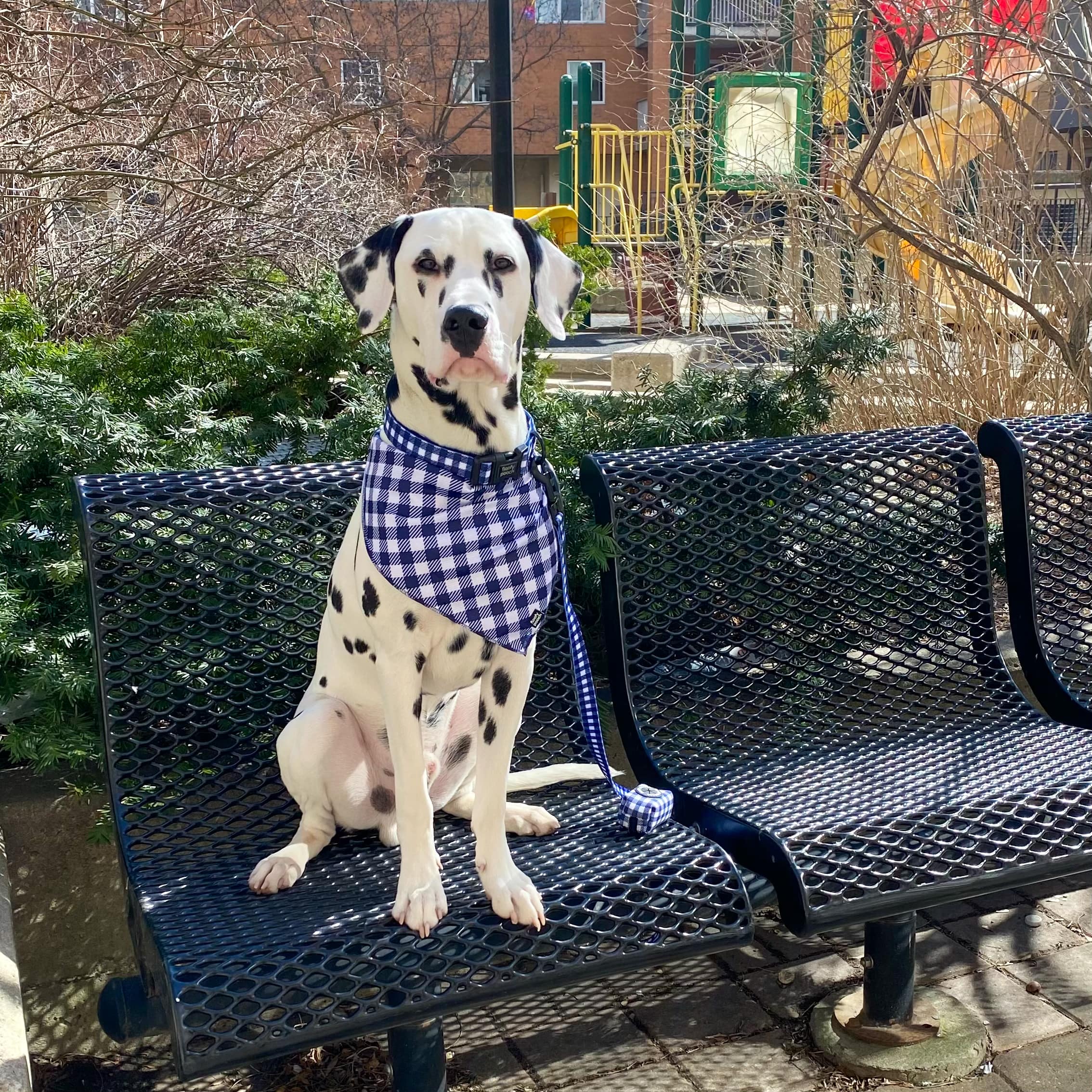 Dog Collar Canada and Dog Bandana Canada Blue Gingham Pattern