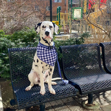Load image into Gallery viewer, Dog Collar Canada and Dog Bandana Canada Blue Gingham Pattern
