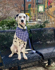 Dog Bandana and Leash Canada Matching Set Blue Gingham Pattern Floofy Pooch