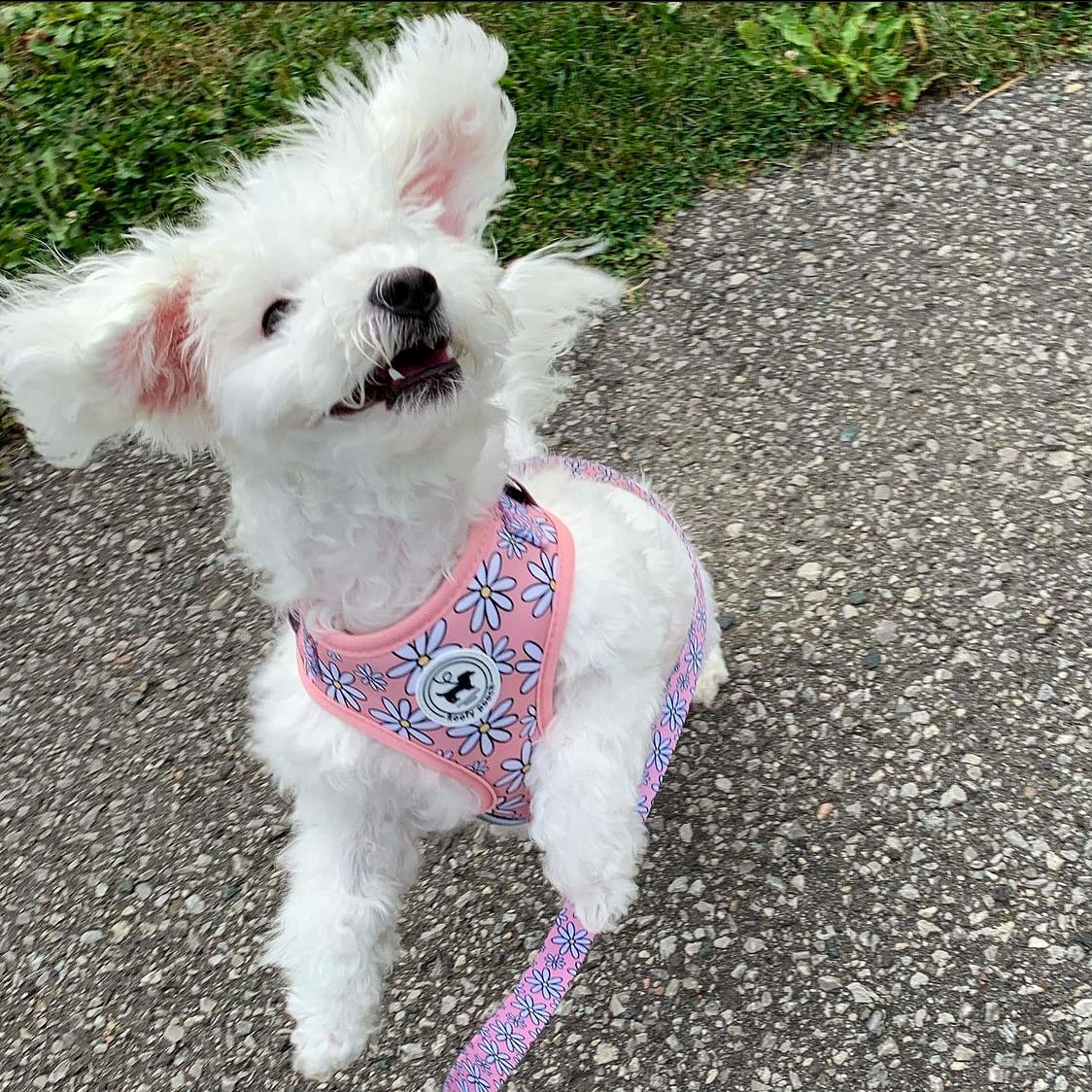 Harness Set - Pretty in Daisy