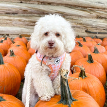 Load image into Gallery viewer, Harness - Peachy Pooch
