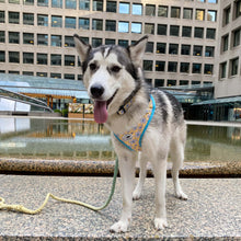 Load image into Gallery viewer, Rope Leash - Beau
