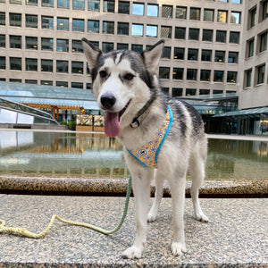 Rope Leash - Beau