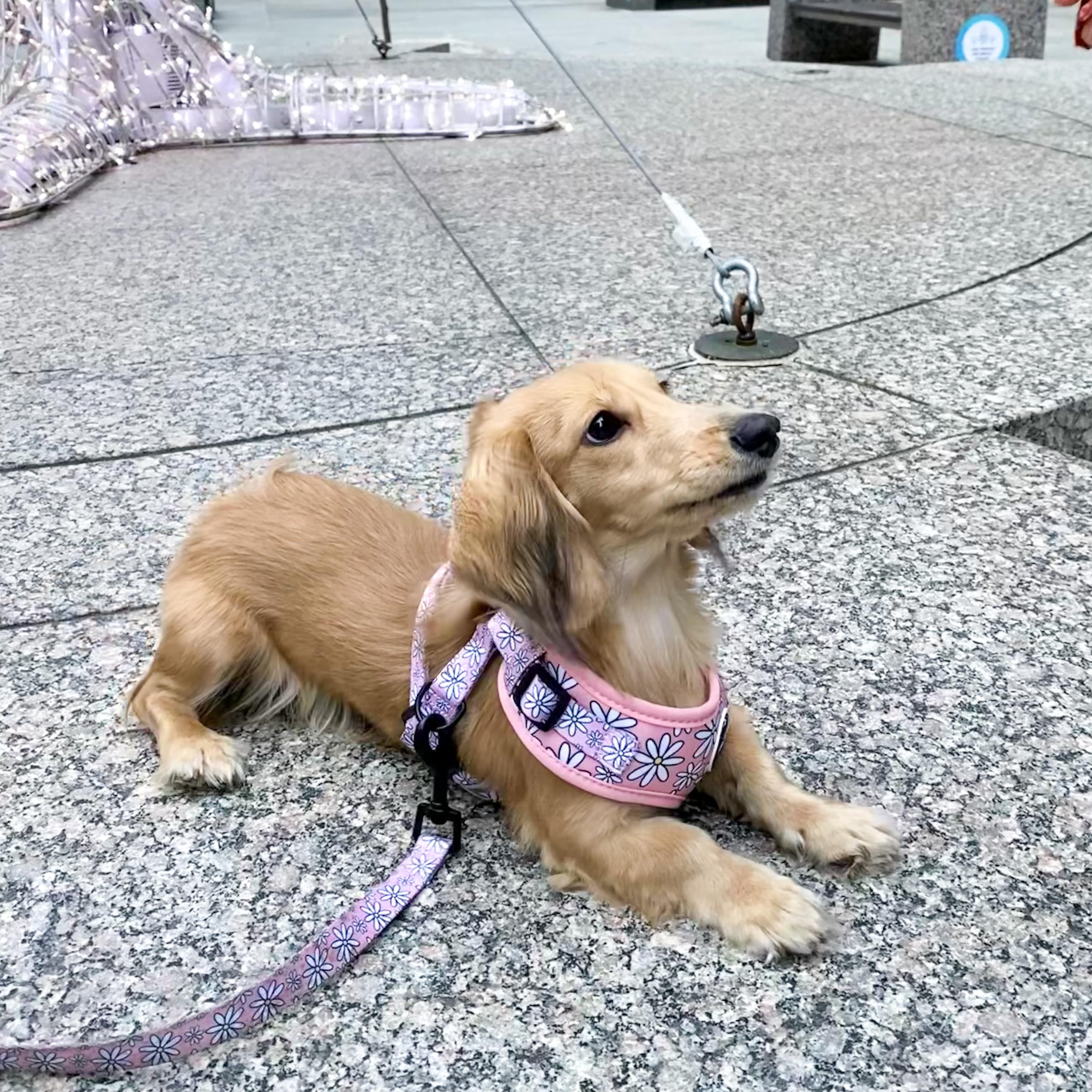 dachshund wearing pink harness and matching daisy leash canada