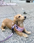 dachshund wearing pink harness and matching daisy leash canada