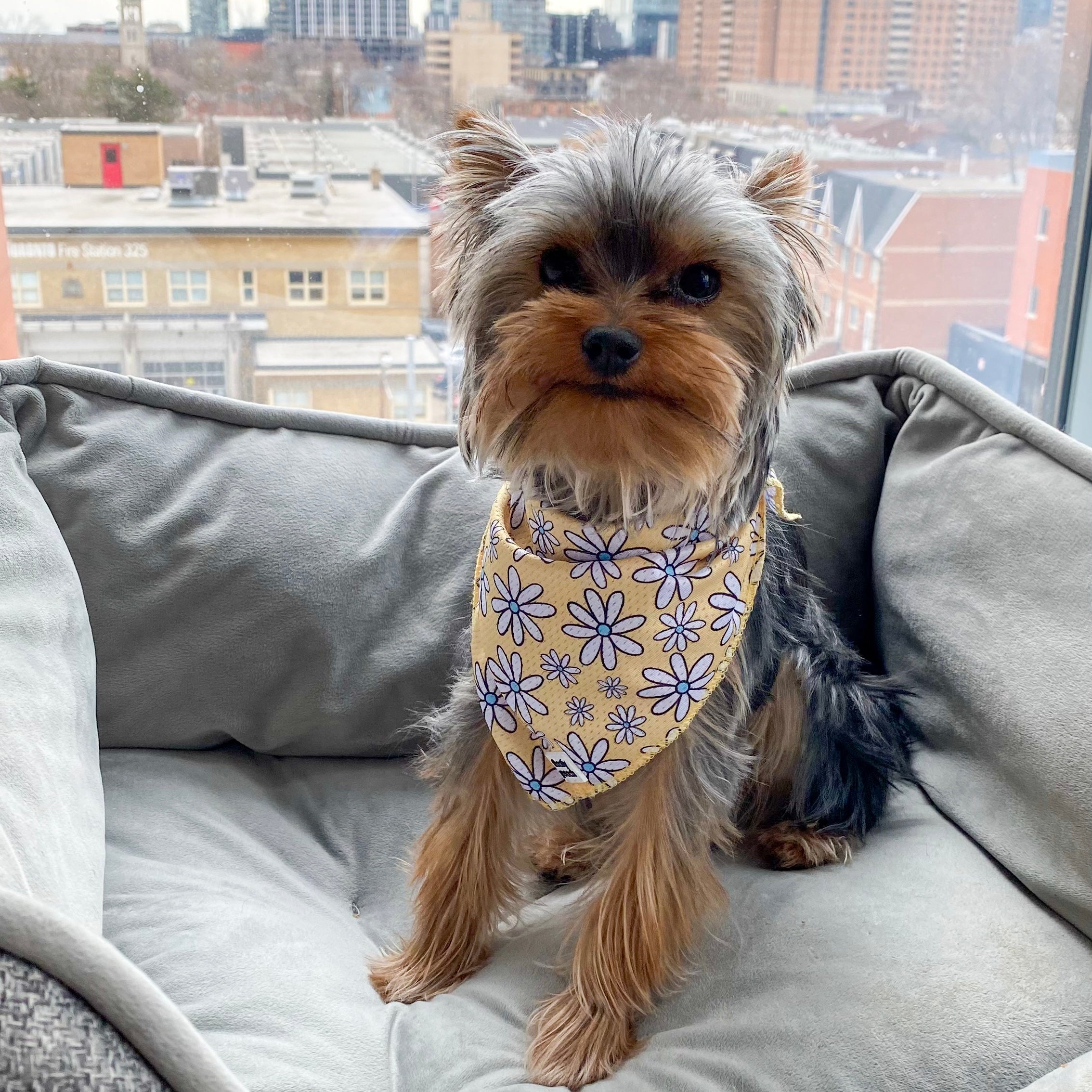 Dog Bandana Canada Cute Yorkie Outfit