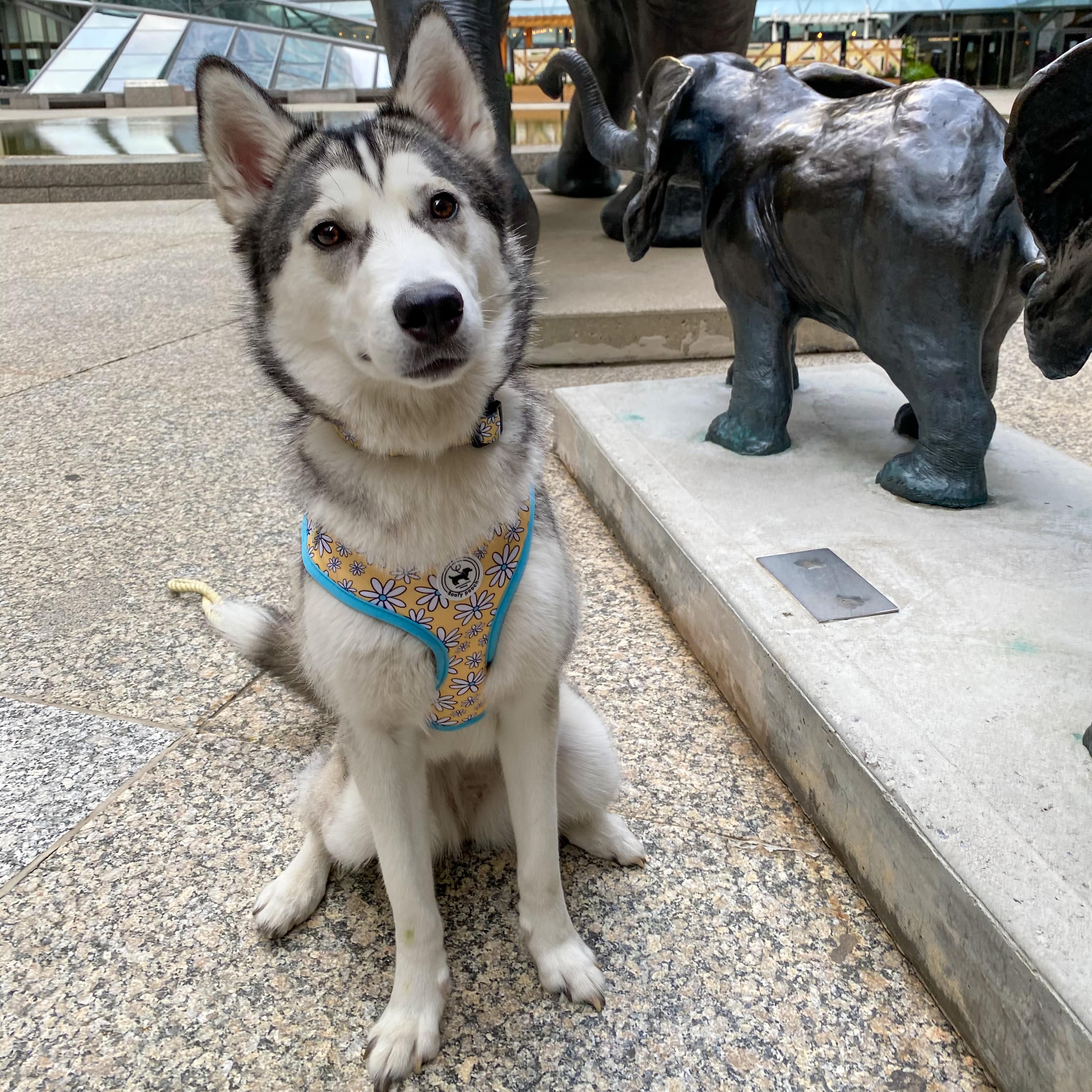 Dog Harness Canada Cute Harness Toronto