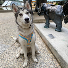 Load image into Gallery viewer, Dog Harness Canada Cute Harness Toronto
