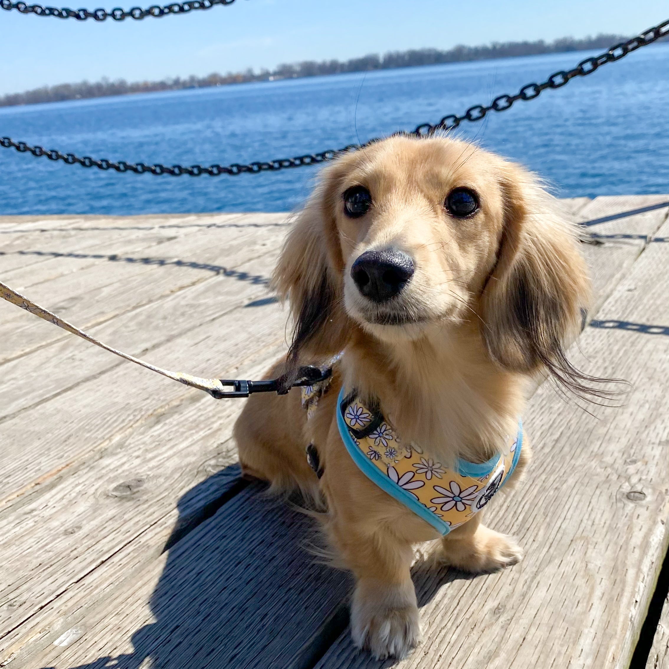 Dachshund Harness Canada Cute mini doxie harness toronto