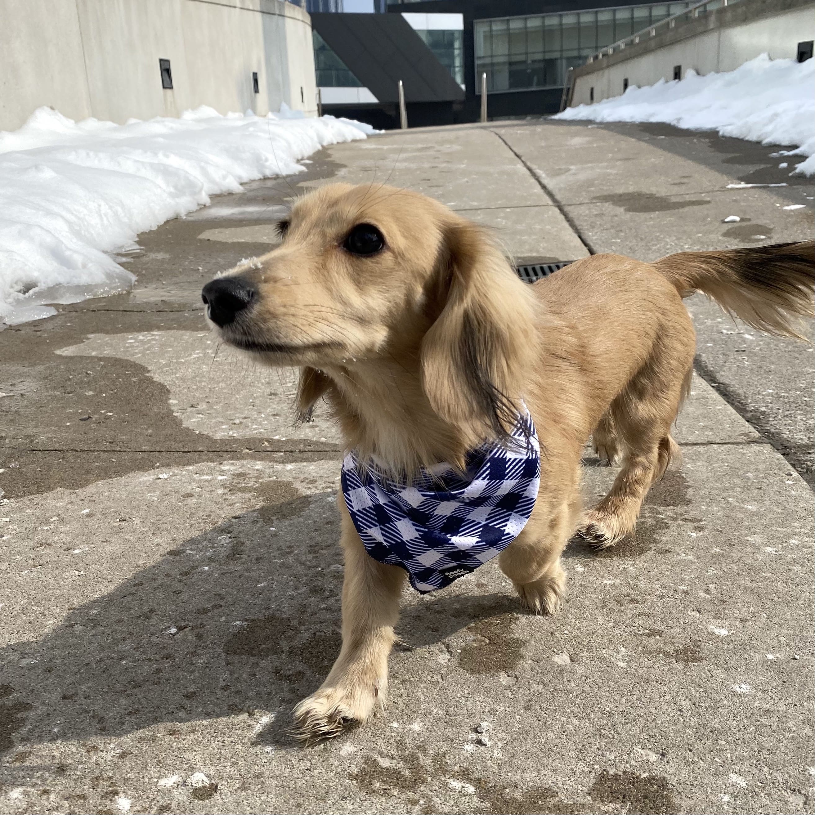 dog bandanas canada floofy pooch