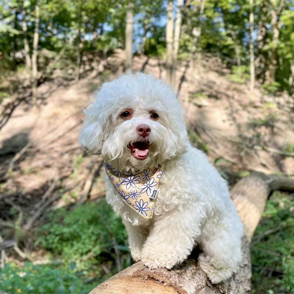 Dog Bandana made in Canada