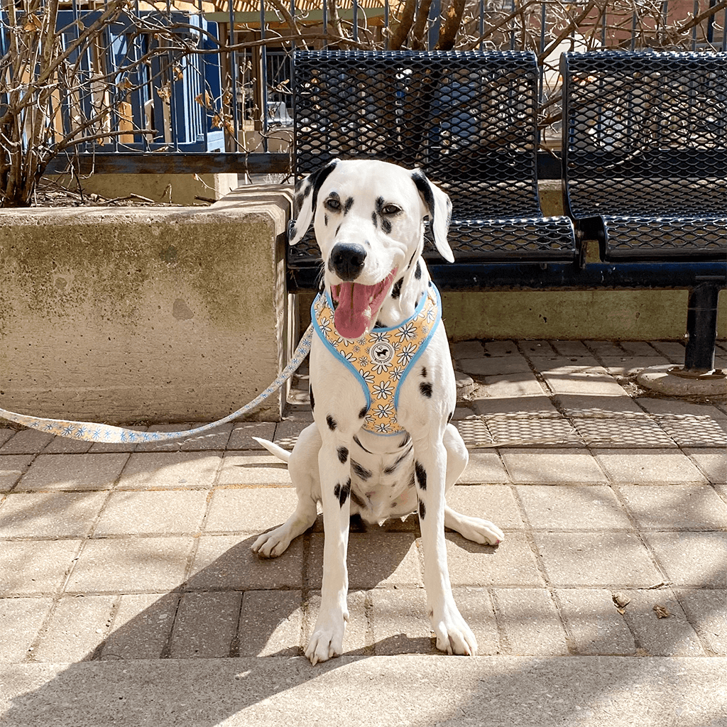 Cute Dog Harness and Leash Dalmatians Yellow Daisy Pattern Canada