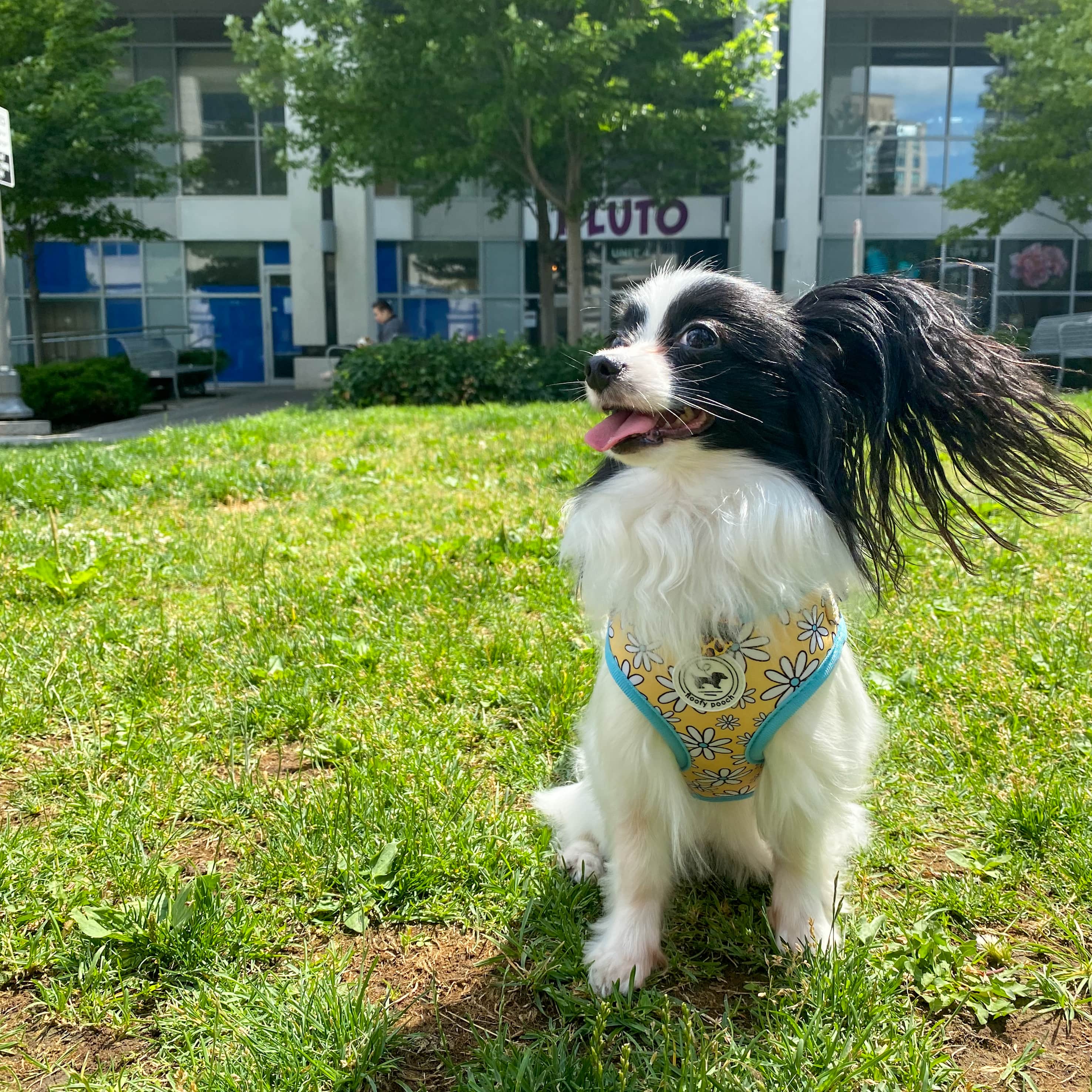 Cute Dog Harness Canada Adorable Puppy Harness Toronto