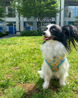 Cute Dog Harness Canada Adorable Puppy Harness Toronto