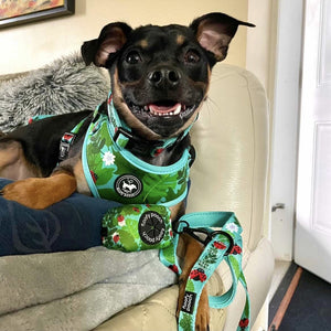 Leash - Ladybug Forest