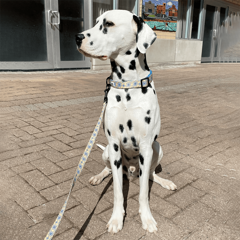 Cute Dalmatian Dog Collar and Leash Canada Floofy Pooch