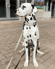 cute dalmatian wearing yellow collar and matching leash canada daisy