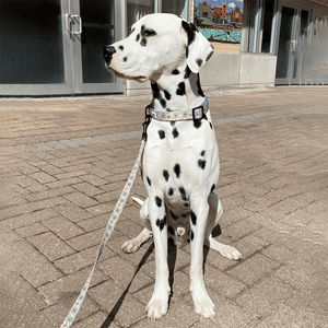 cute dalmatian wearing yellow collar and matching leash canada daisy