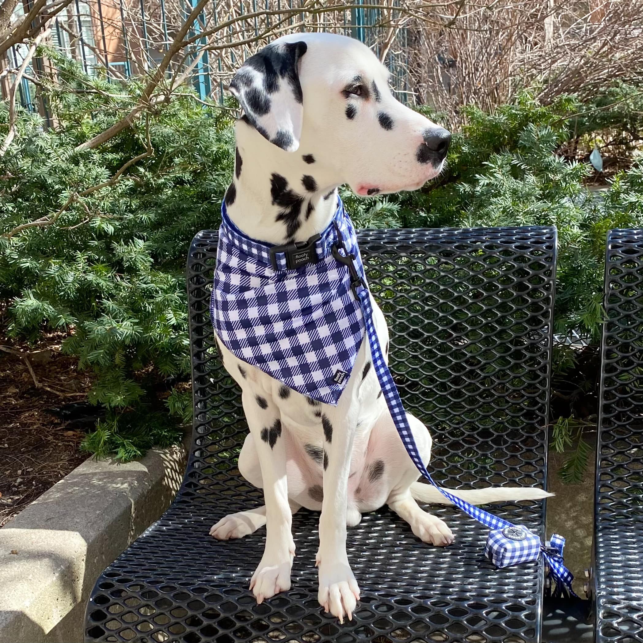 dalmatian wearing bandana collar leash and poop bag holder blue gingham cute pattern