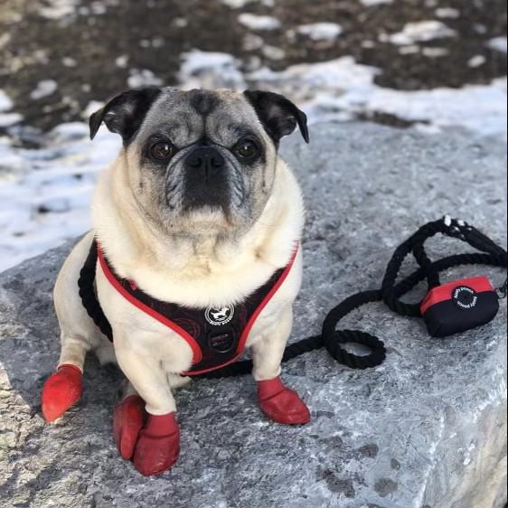 Poop Bag Holder - Sporty Pooch