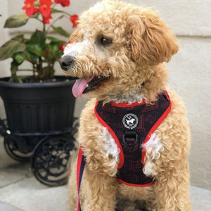 Harness - 6ix Dog
